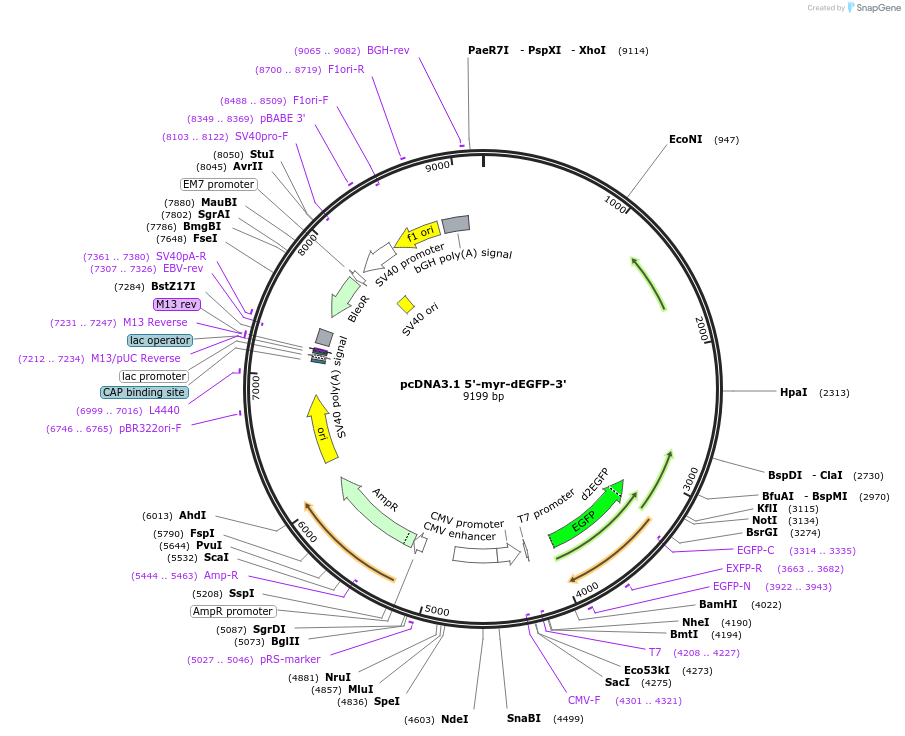 16075-plasmid-map-sequence-id-191774
