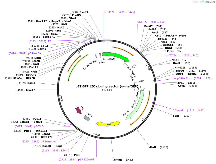 29772-plasmid-map-sequence-id-191808