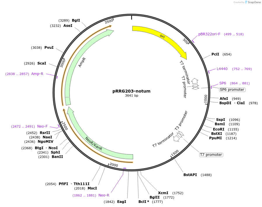 99067-plasmid-map-sequence-id-191810