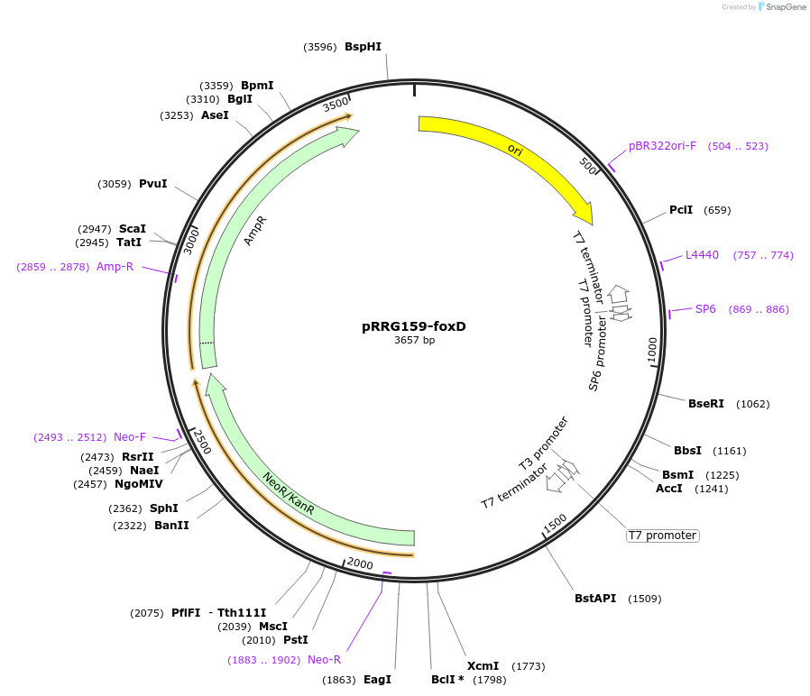 99068-plasmid-map-sequence-id-191817