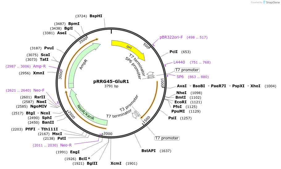 99070-plasmid-map-sequence-id-191822