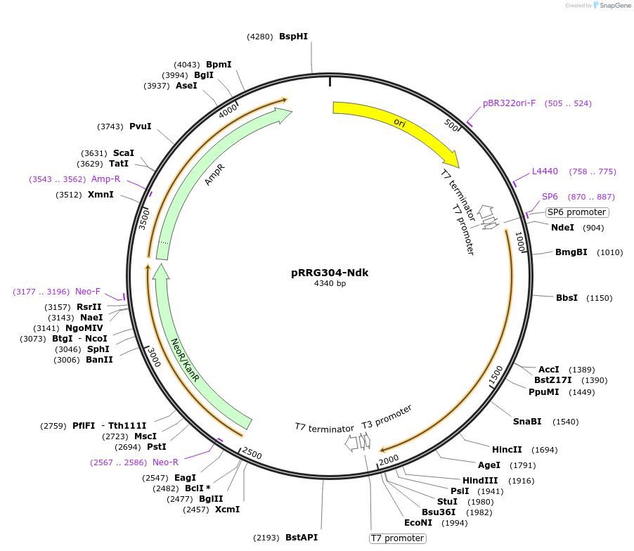 99072-plasmid-map-sequence-id-191824
