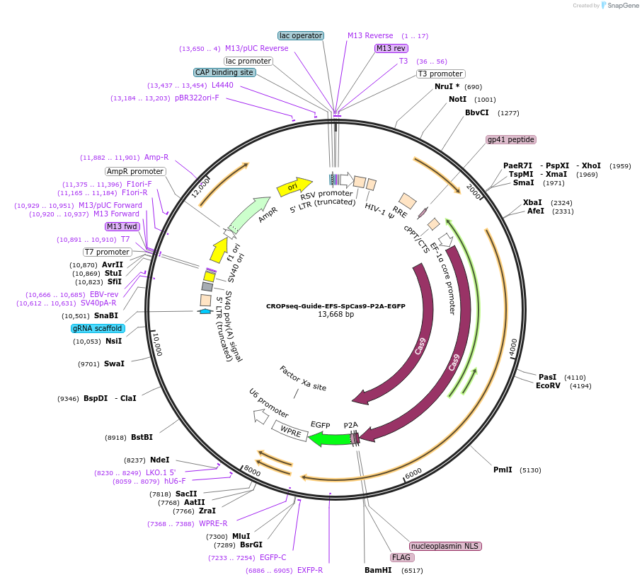 99248-plasmid-map-sequence-id-191832