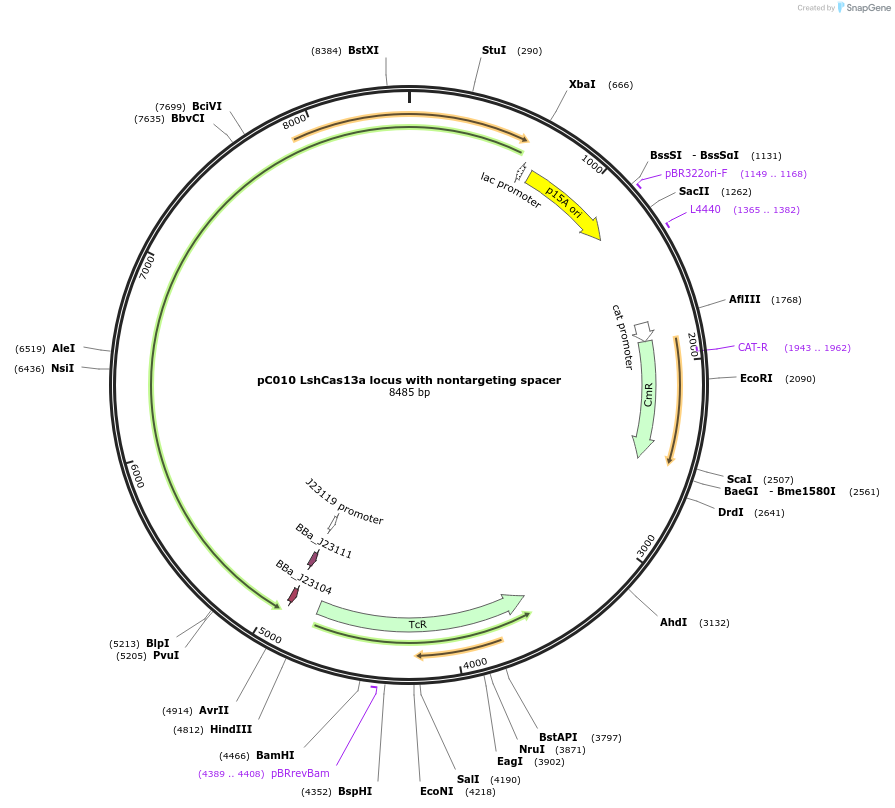 91901-plasmid-map-sequence-id-191841