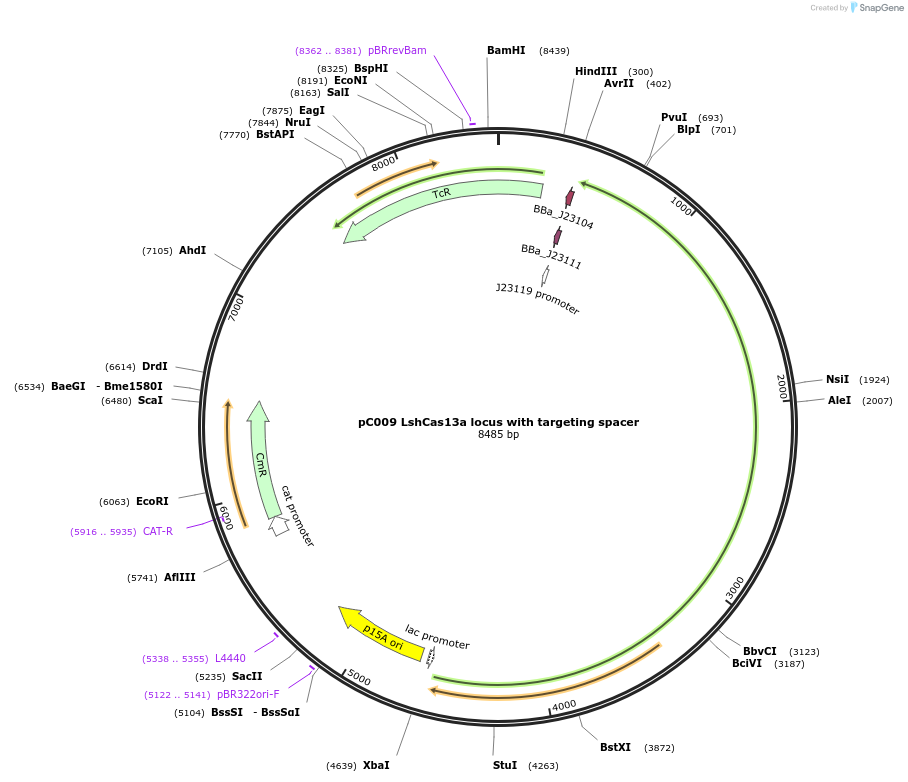 91900-plasmid-map-sequence-id-191844