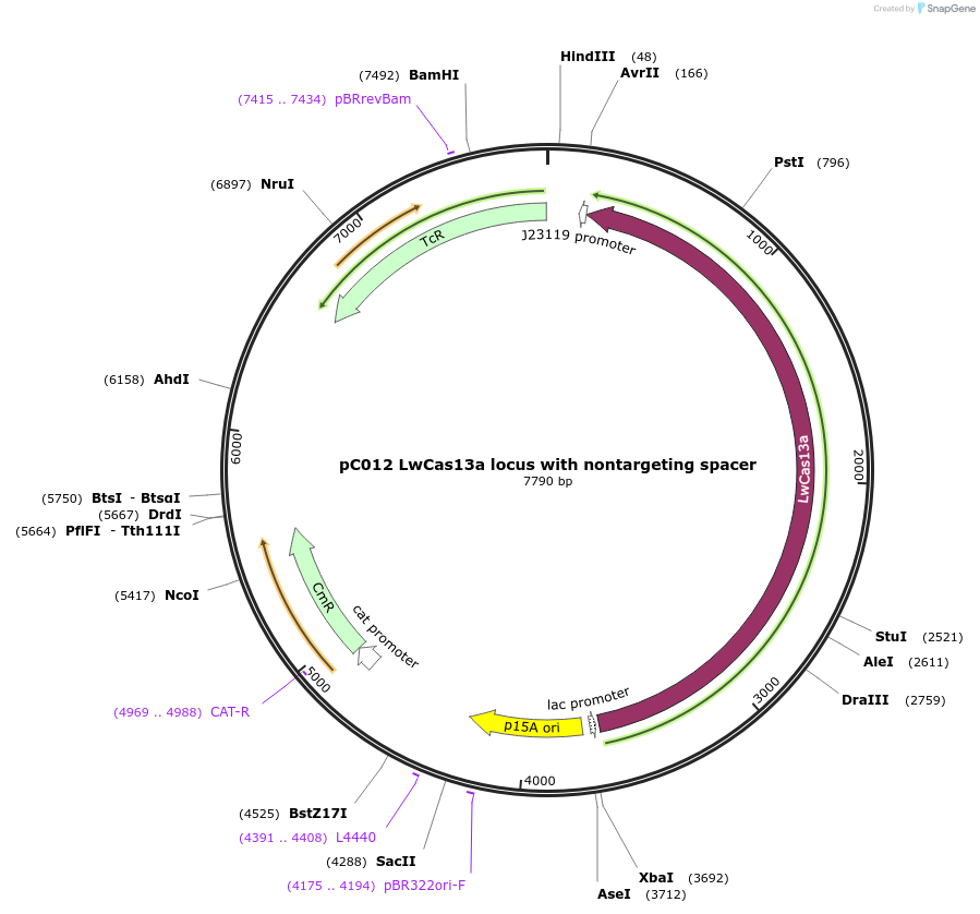 91904-plasmid-map-sequence-id-191846
