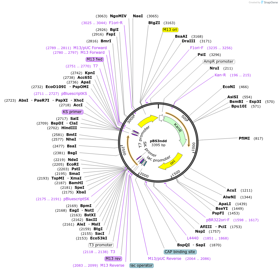 97354-plasmid-map-sequence-id-191848