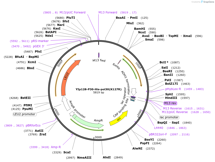 99543-plasmid-map-sequence-id-191857