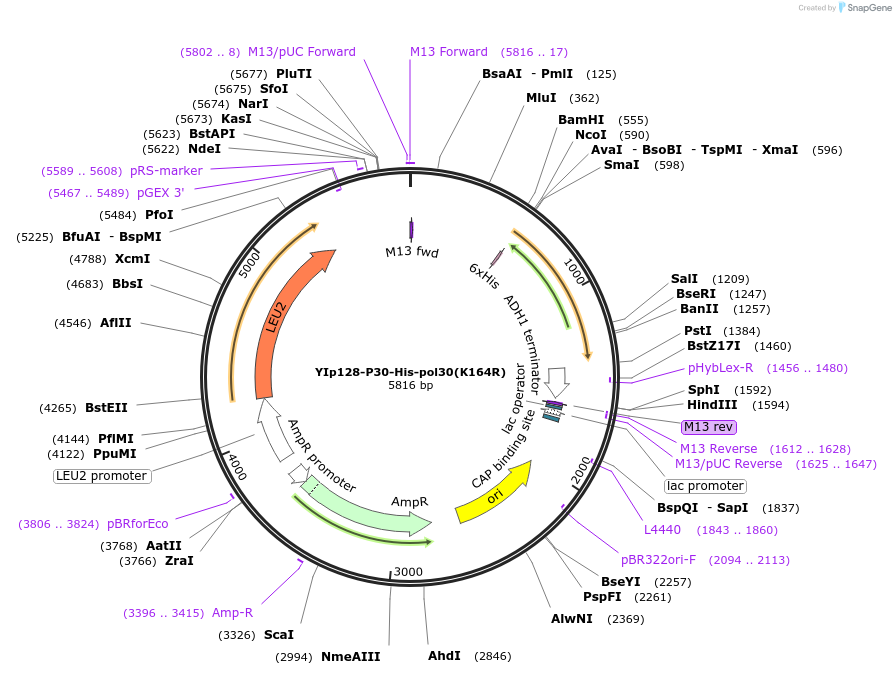 99544-plasmid-map-sequence-id-191858