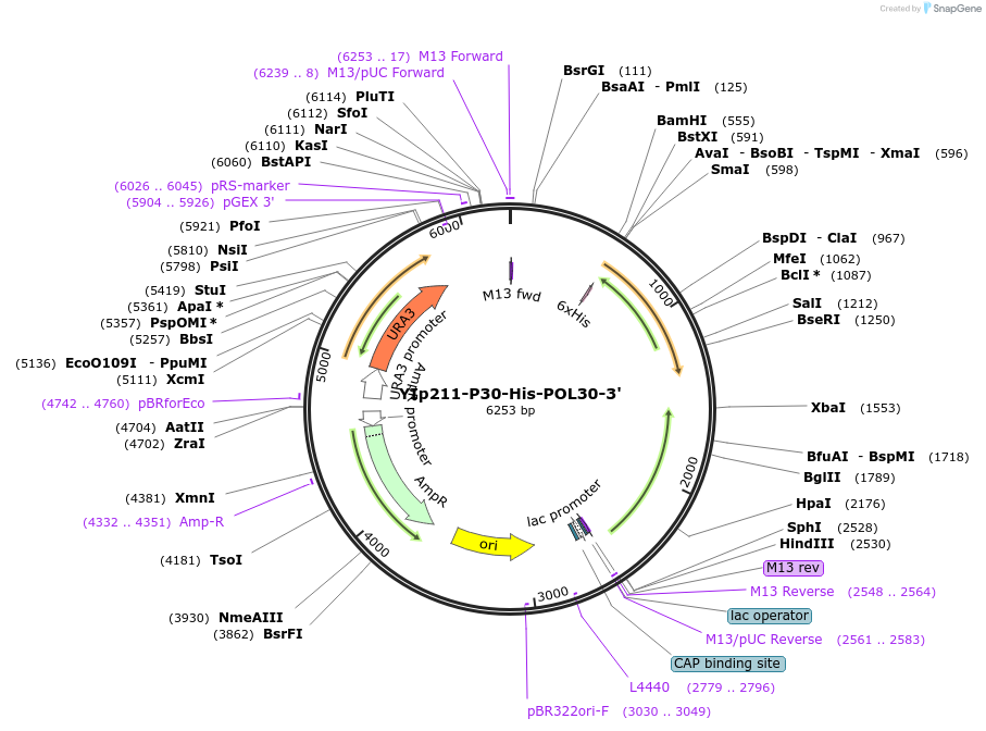 99546-plasmid-map-sequence-id-191860