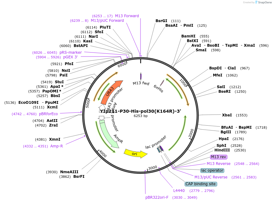 99548-plasmid-map-sequence-id-191862
