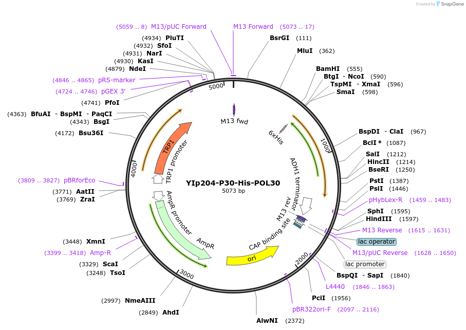 99550-plasmid-map-sequence-id-191863