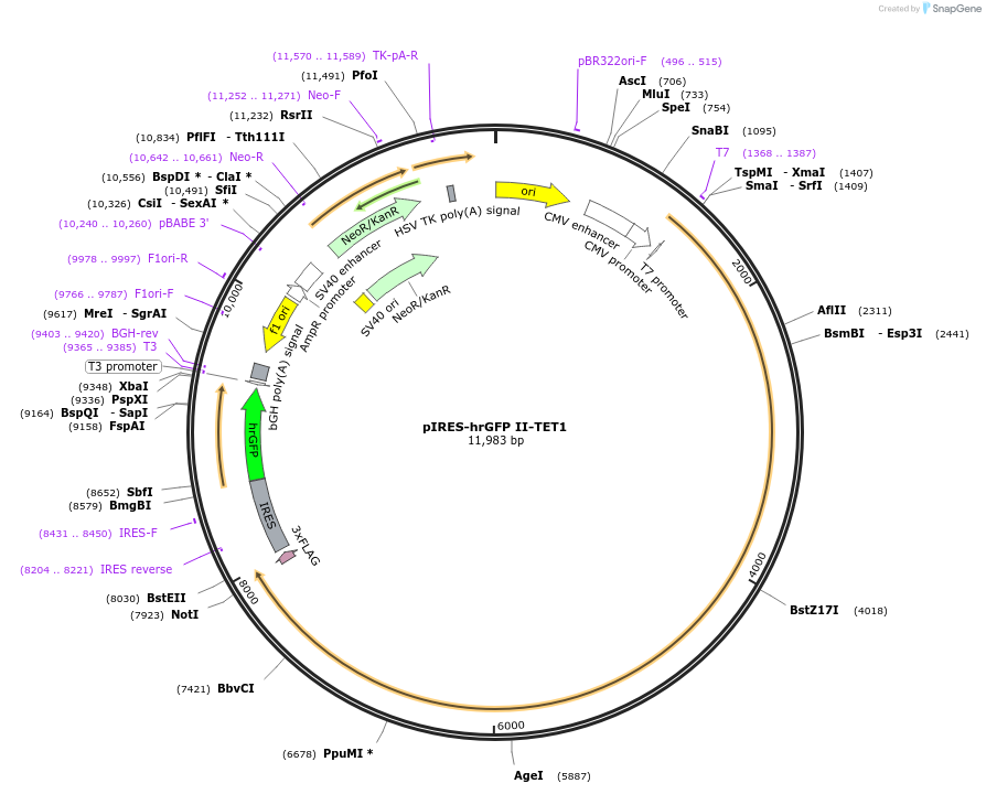 83568-plasmid-map-sequence-id-191867