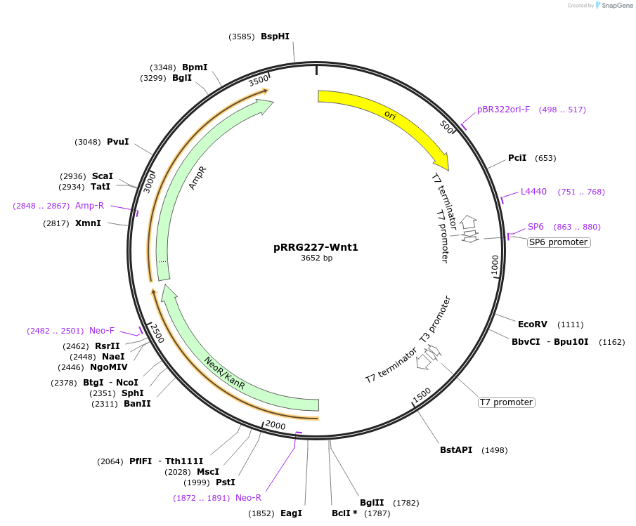 99073-plasmid-map-sequence-id-191871