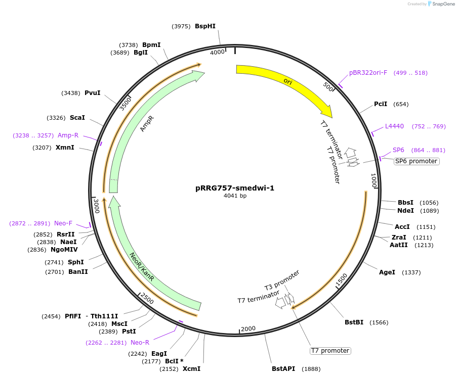 99074-plasmid-map-sequence-id-191872