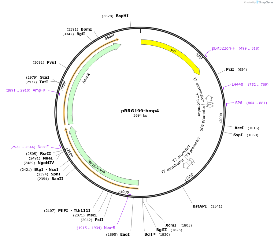 99076-plasmid-map-sequence-id-191874