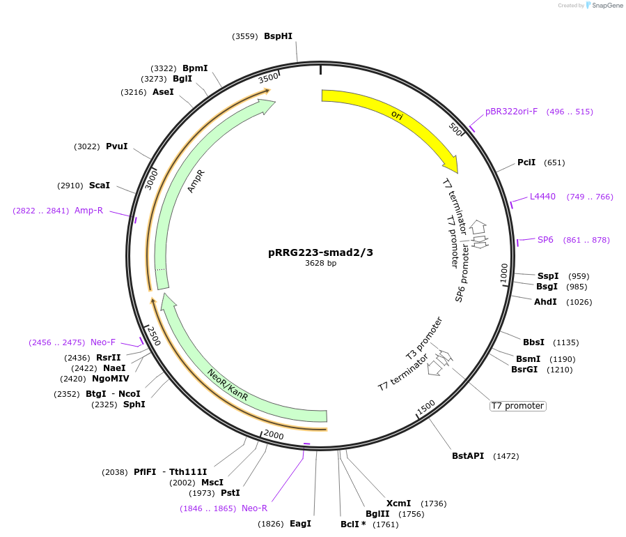 99078-plasmid-map-sequence-id-191876