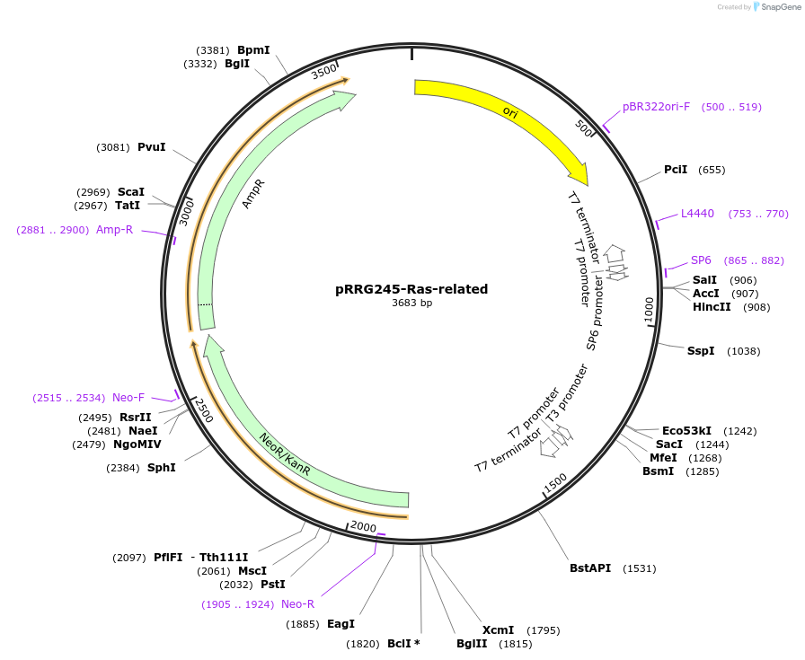99079-plasmid-map-sequence-id-191877
