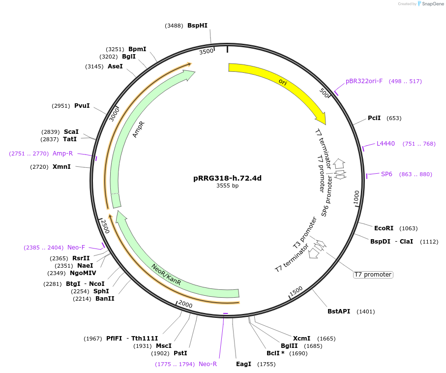 99080-plasmid-map-sequence-id-191878