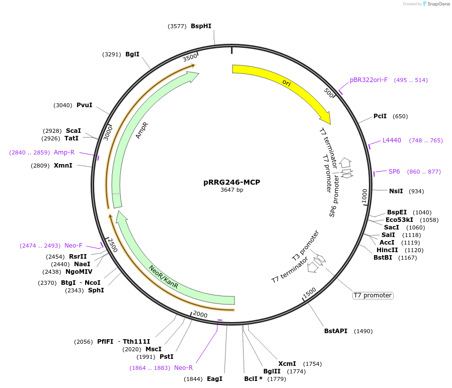 99083-plasmid-map-sequence-id-191881