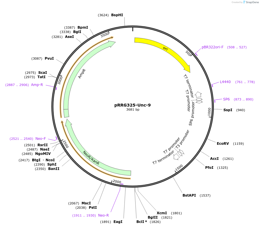 99084-plasmid-map-sequence-id-191882