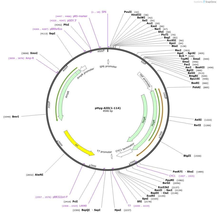 99513-plasmid-map-sequence-id-191893