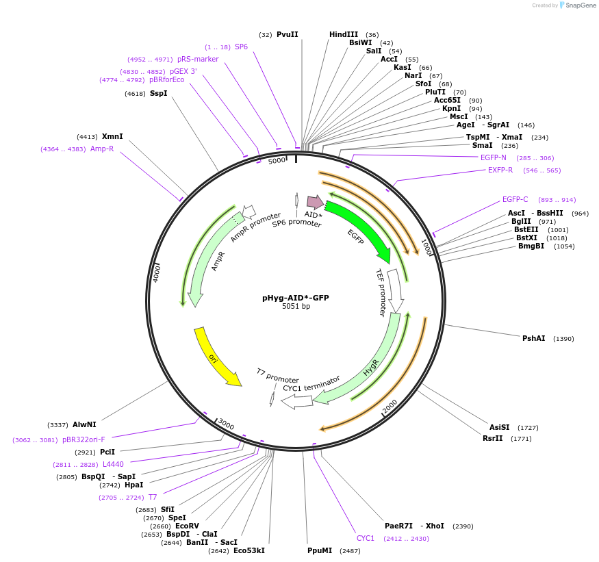 99521-plasmid-map-sequence-id-191895