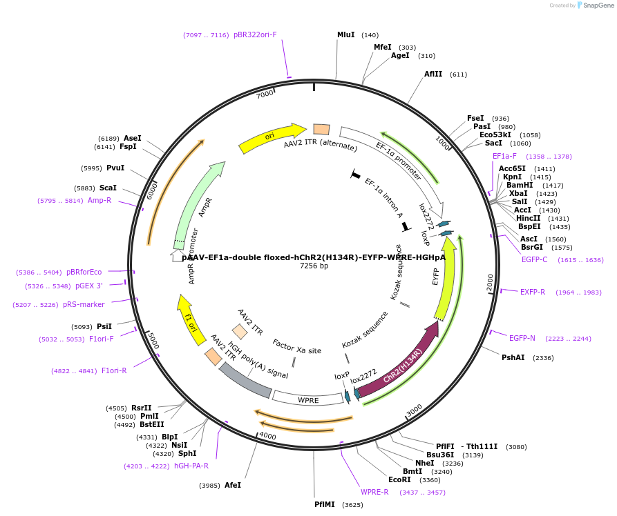20298-plasmid-map-sequence-id-191904