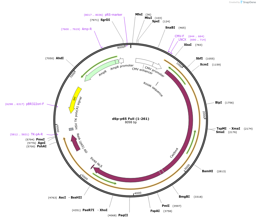99654-plasmid-map-sequence-id-191911