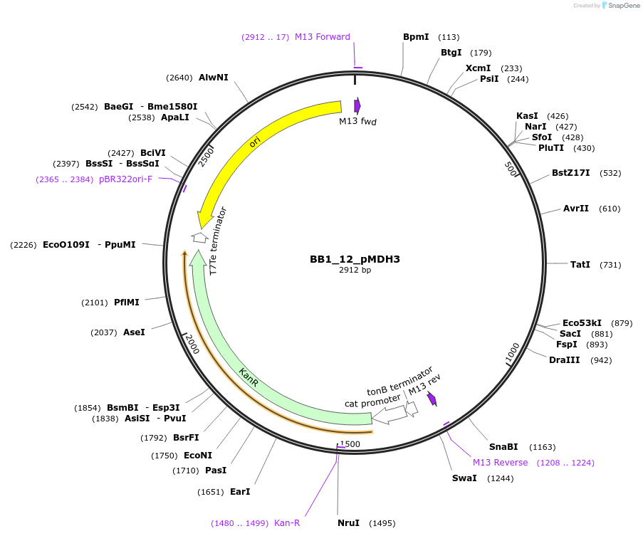 98503-plasmid-map-sequence-id-191914