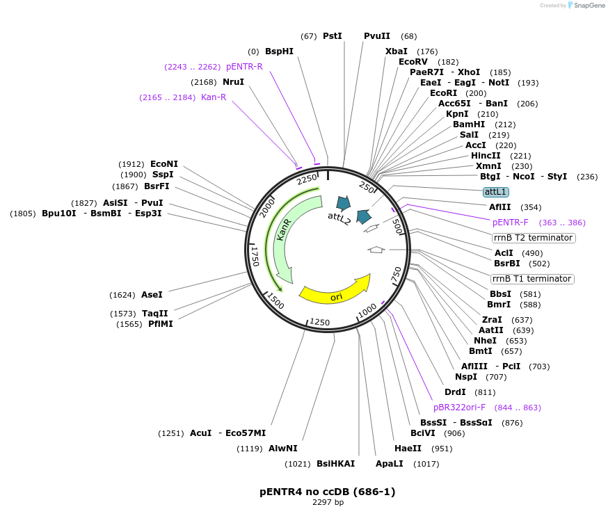 17424-plasmid-map-sequence-id-191915
