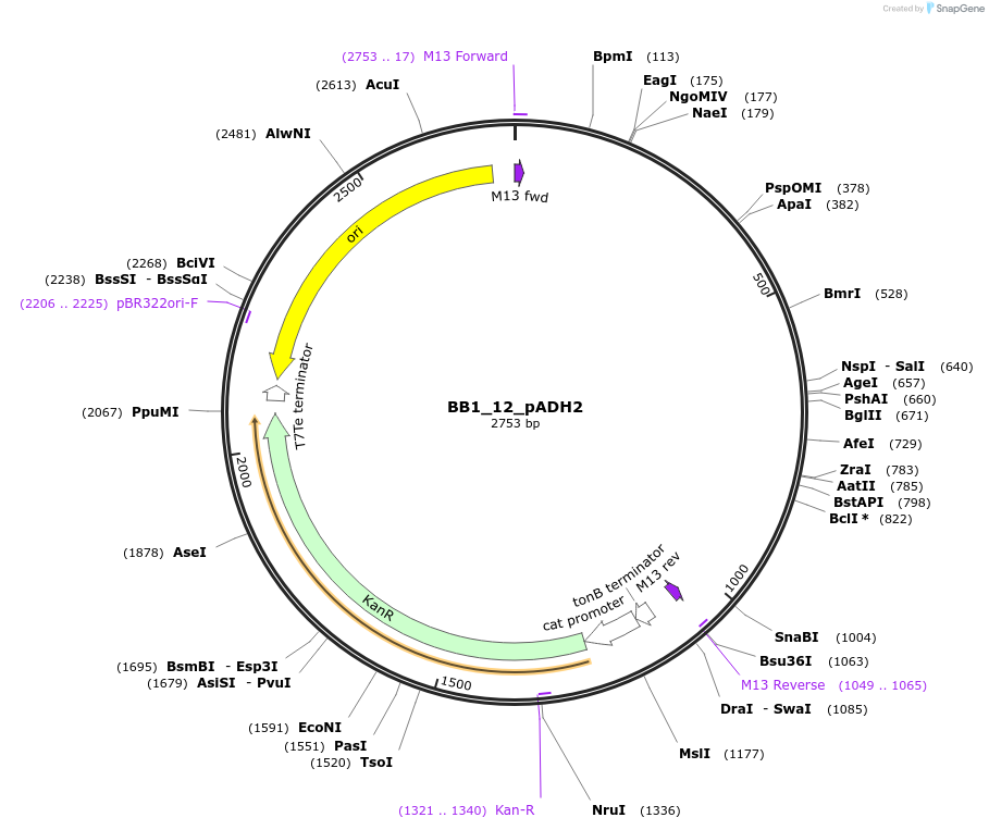 98504-plasmid-map-sequence-id-191917