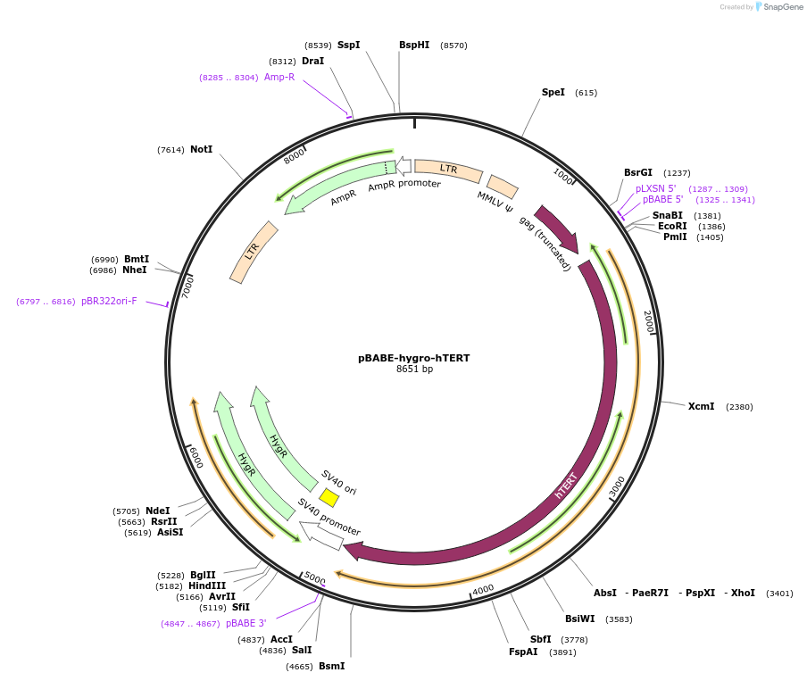 1773-plasmid-map-sequence-id-191920