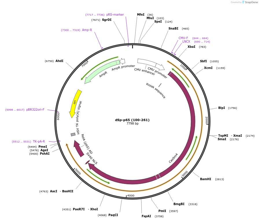 99656-plasmid-map-sequence-id-191924