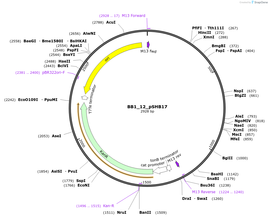 98506-plasmid-map-sequence-id-191929