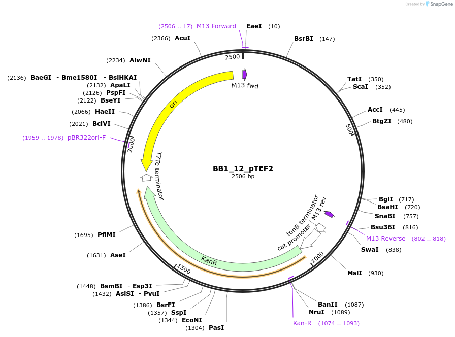 98507-plasmid-map-sequence-id-191930