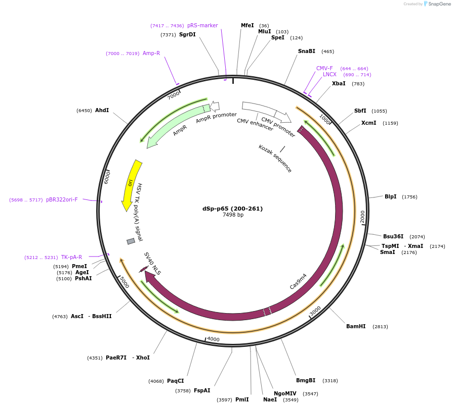 99657-plasmid-map-sequence-id-191931
