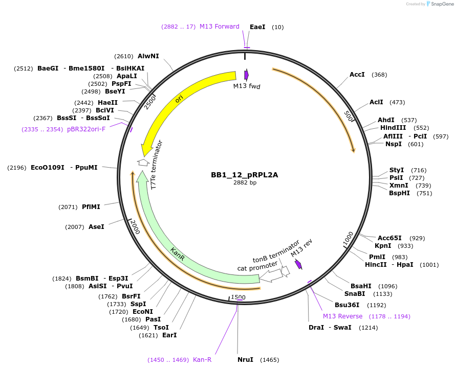 98508-plasmid-map-sequence-id-191932