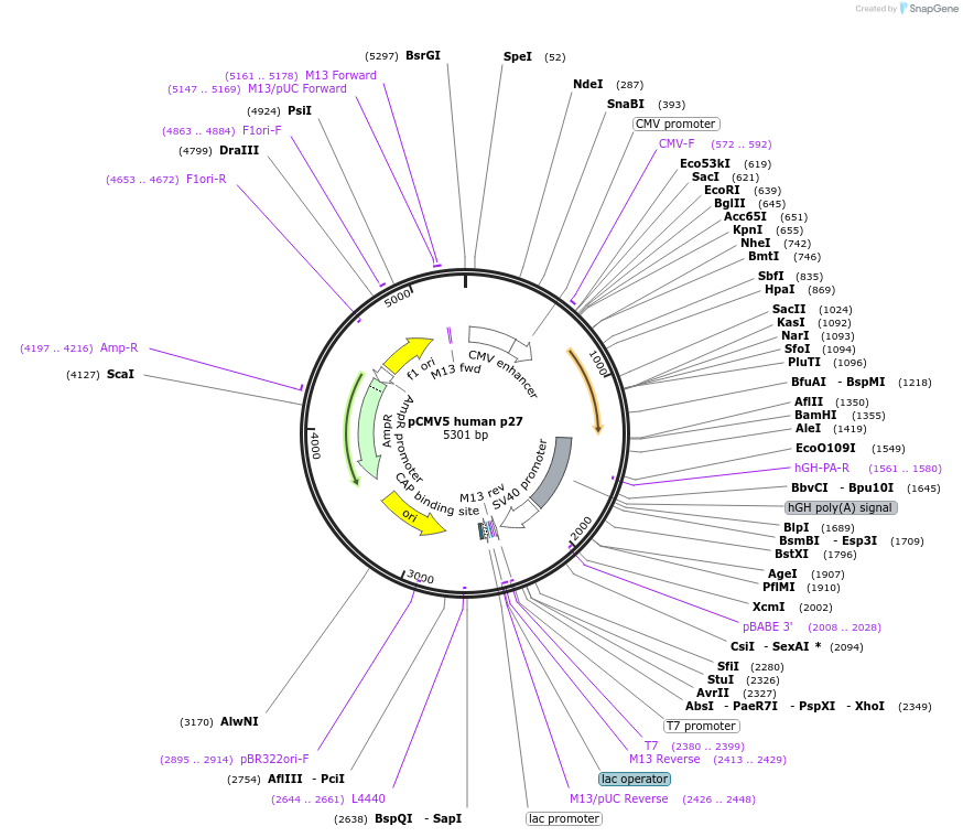 14049-plasmid-map-sequence-id-191933