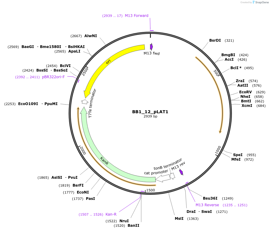 98509-plasmid-map-sequence-id-191934