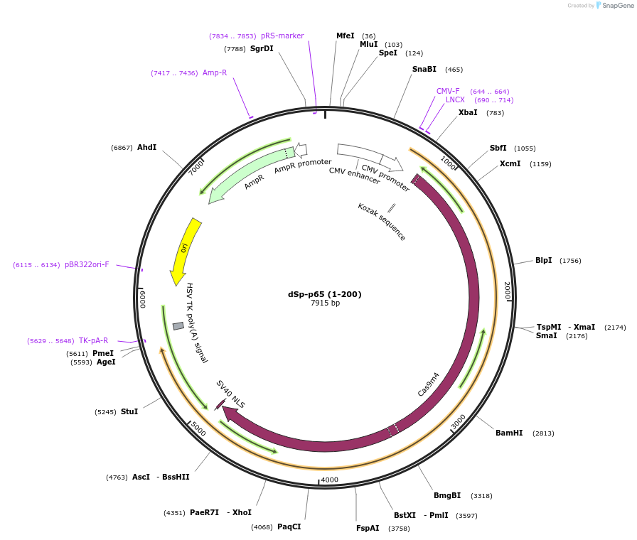 99658-plasmid-map-sequence-id-191936