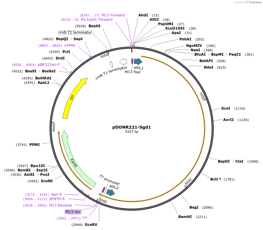 100000-plasmid-map-sequence-id-191938