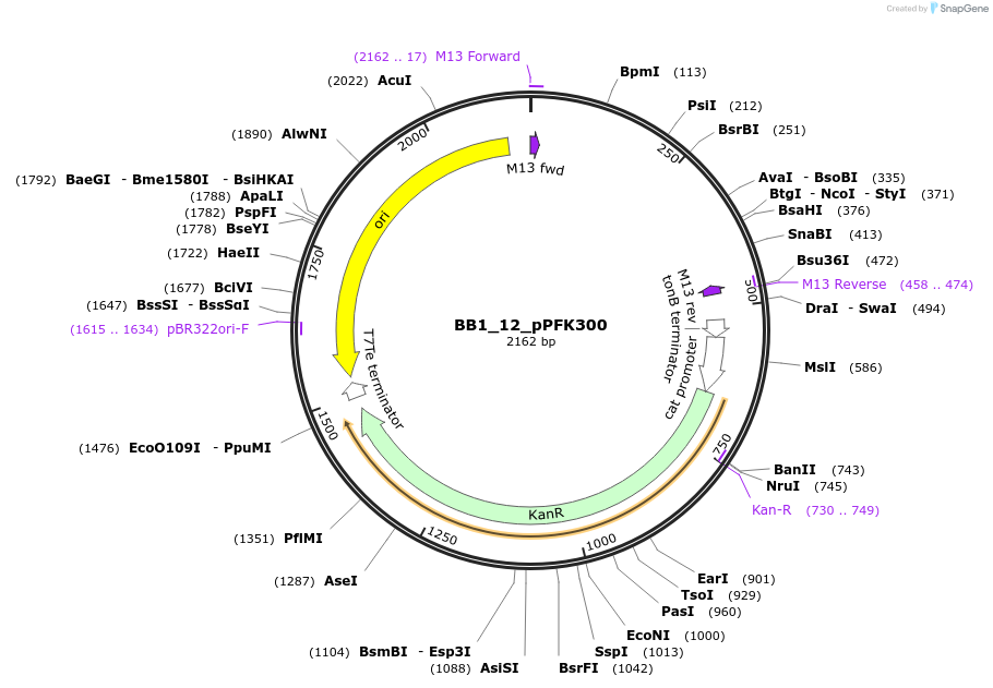 98510-plasmid-map-sequence-id-191940