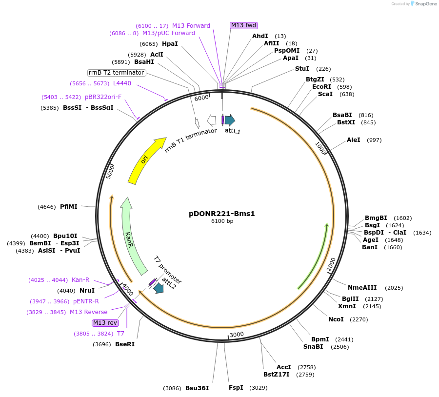 100001-plasmid-map-sequence-id-191941