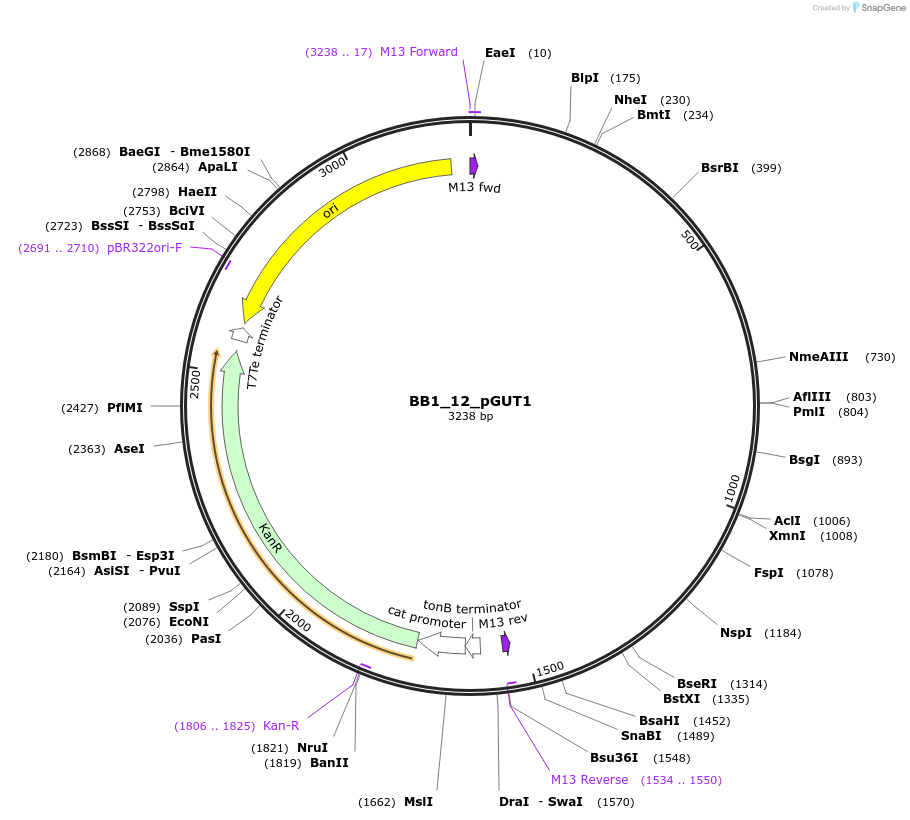 98511-plasmid-map-sequence-id-191942
