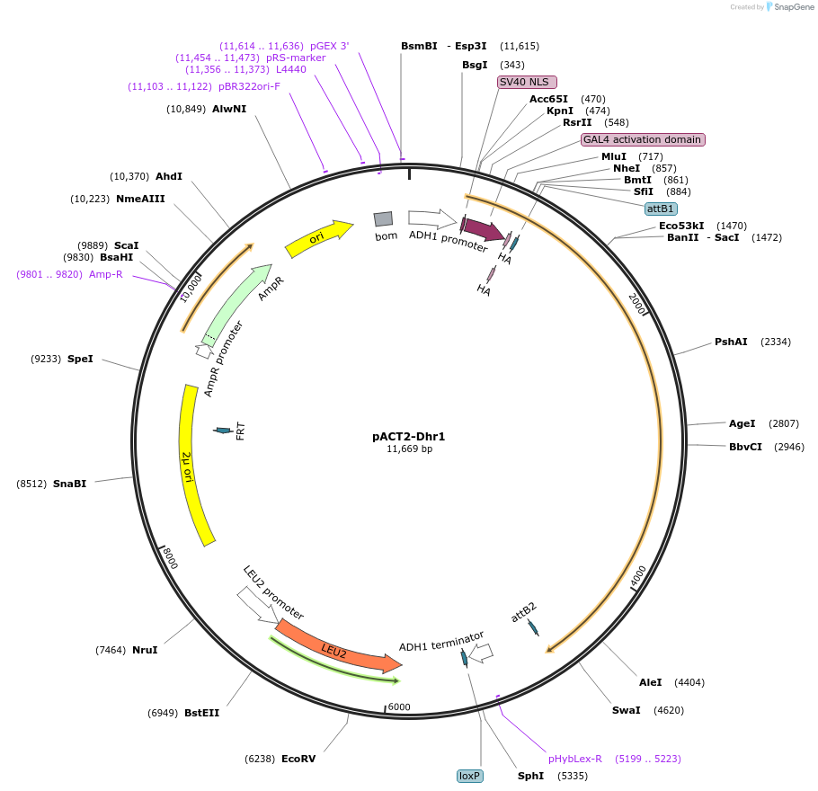 100003-plasmid-map-sequence-id-191945