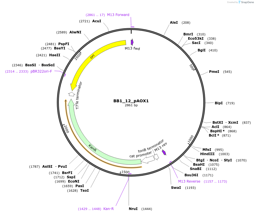 98514-plasmid-map-sequence-id-191947