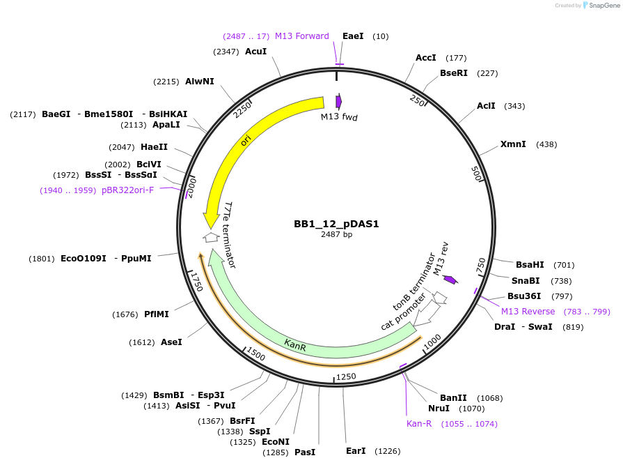 98515-plasmid-map-sequence-id-191949