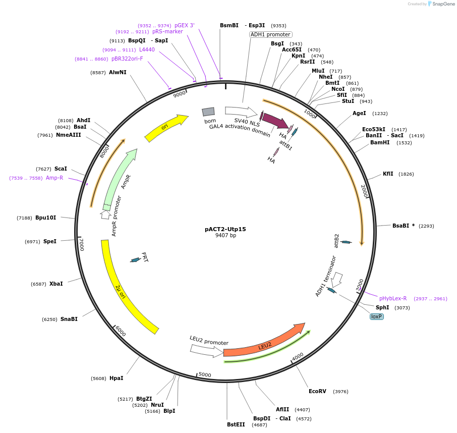 99978-plasmid-map-sequence-id-191952