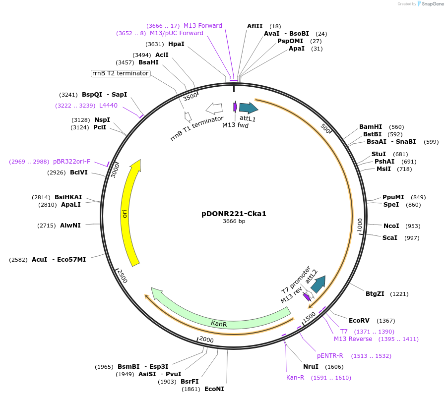 99979-plasmid-map-sequence-id-191954